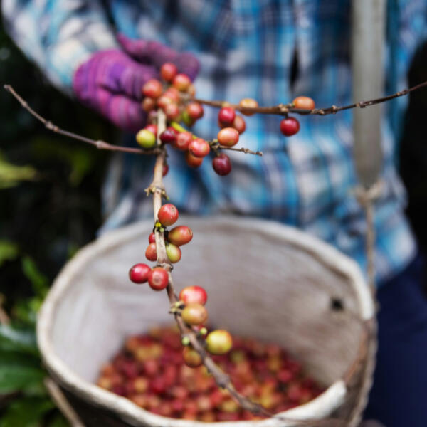 Arabica & Robusta Coffee Premium Arabica and Robusta coffee sourced through verified supplier networks for international markets